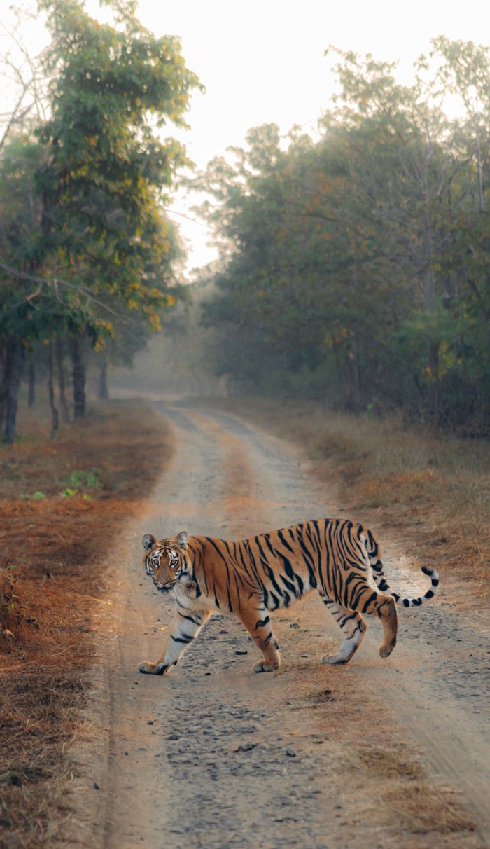 A solitary tiger walking on a forest path in the wild, depicting natural habitat.