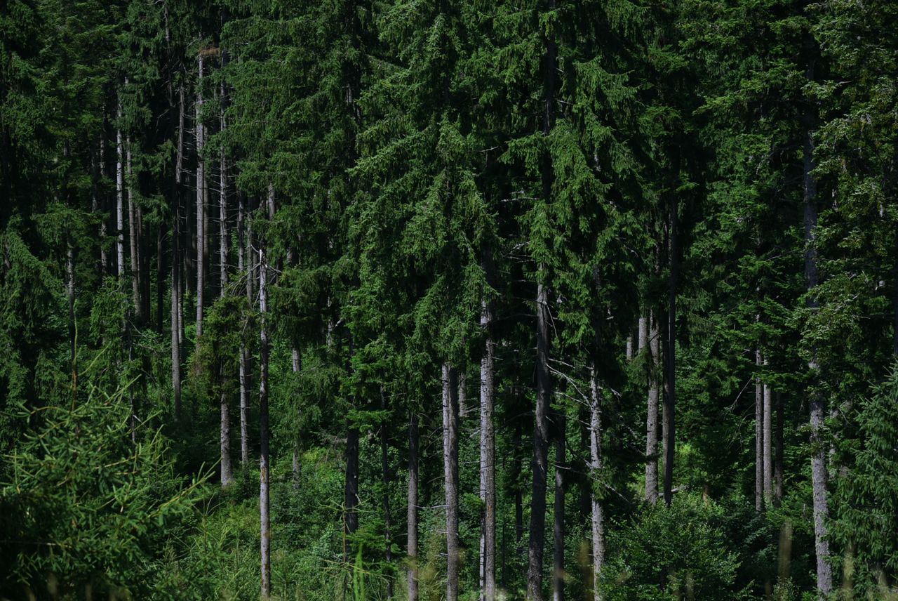 Dense evergreen forest with tall green trees under natural daylight, showcasing serene nature.