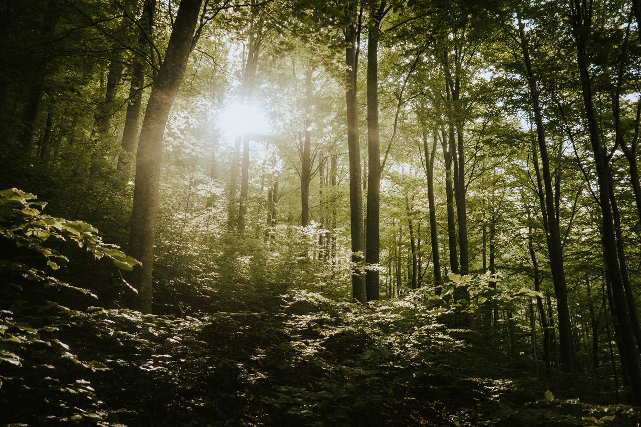 Serene forest scenery with sunlight streaming through lush green trees, capturing a peaceful spring atmosphere.