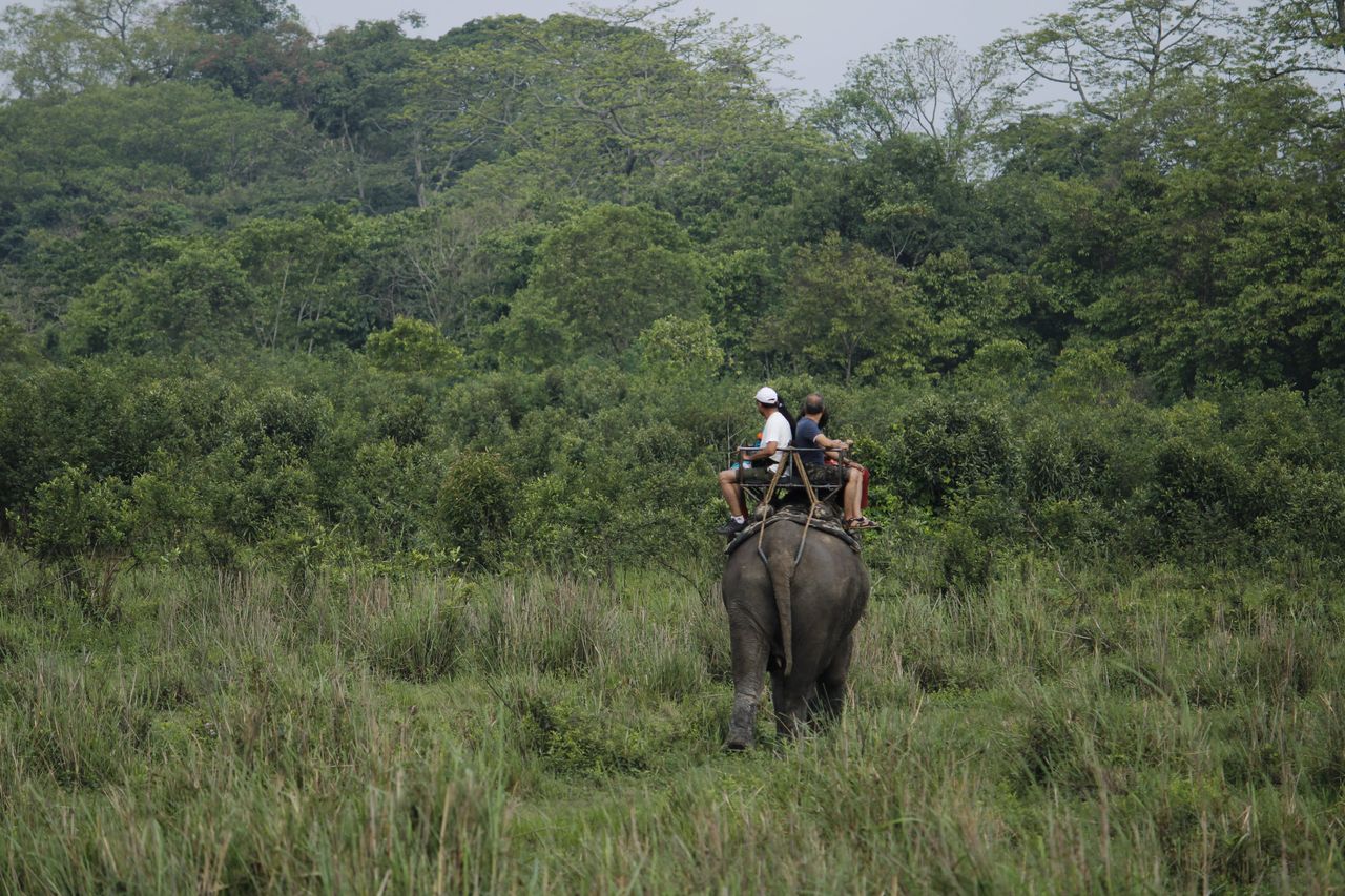 Tourists enjoy an elephant safari in the lush greenery of Kaziranga National Park, Assam, India.